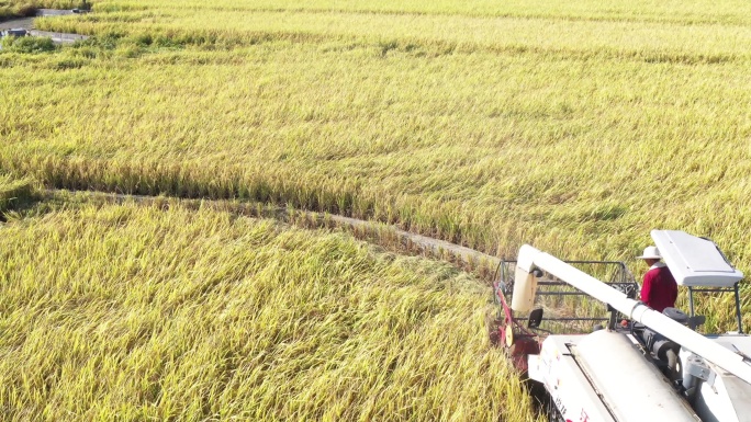 大片的水稻成熟，农户冒着烈日收割。