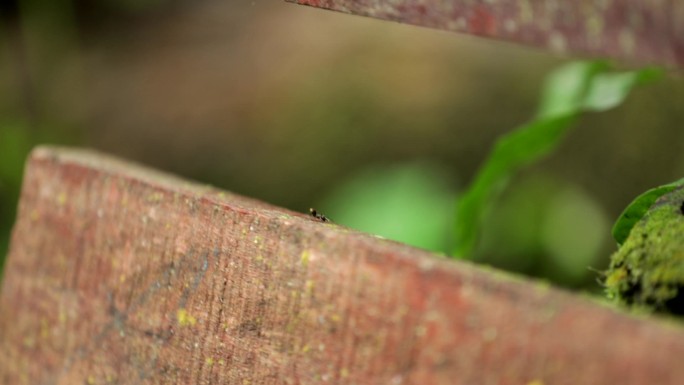 泰国清迈热带雨林昆虫