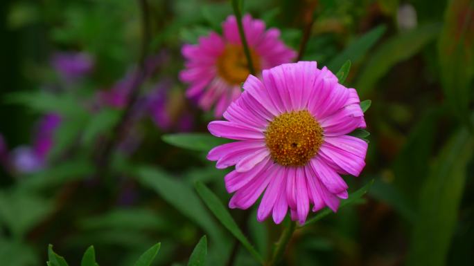 翠菊 翠菊花