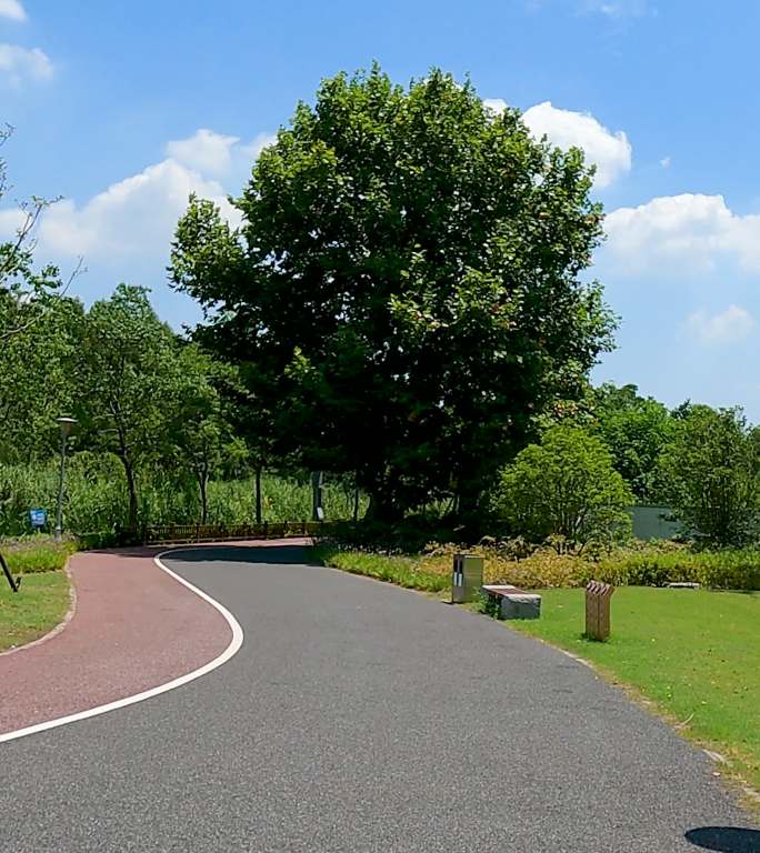 公园健身步道和大树
