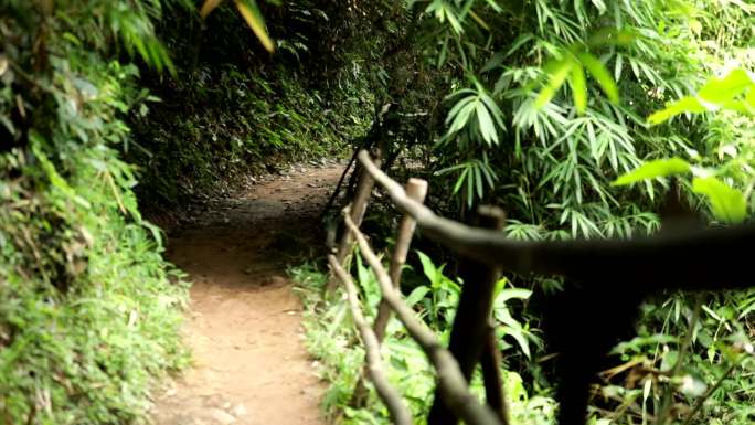 泰国清迈热带雨林植物