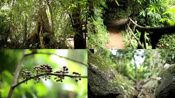 泰国清迈热带雨林植物
