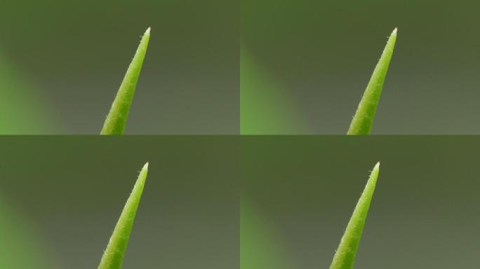 水雾气鲜茶叶水滴滴落茶叶嫩芽唯美