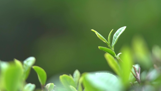 茶园种植茶叶实拍