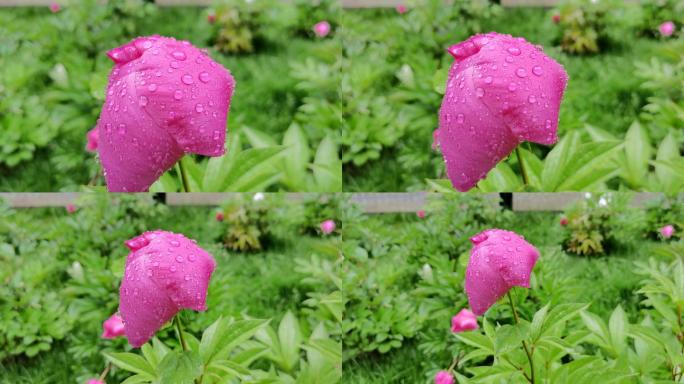 被雨打蔫的花朵