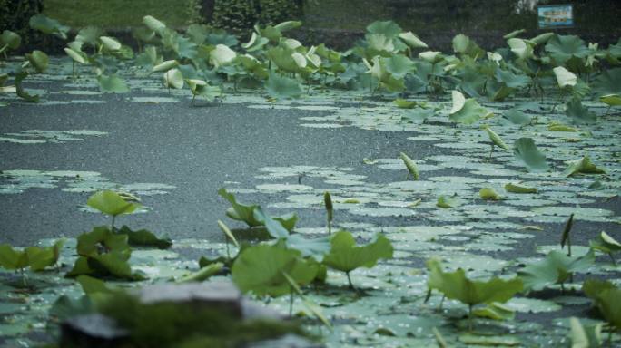 荷花荷塘雨景下雨池塘