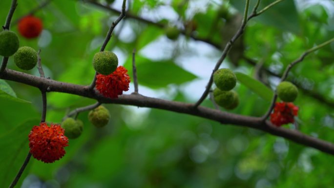 构桃树红色果实