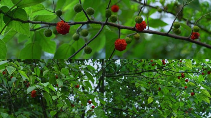构桃树红色果实