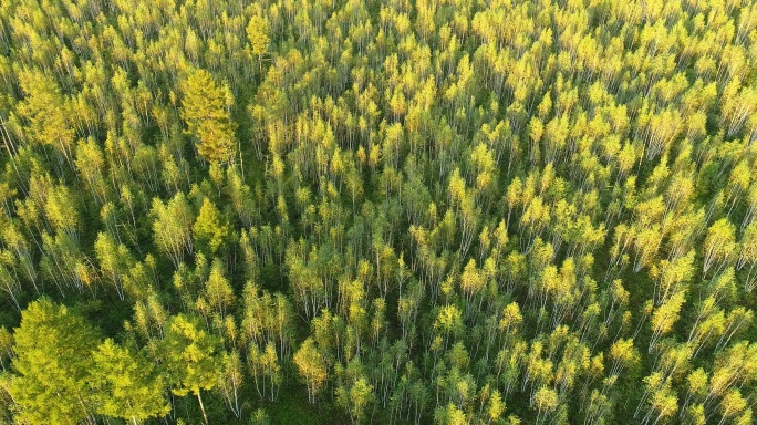 航拍茂密的金色白桦林