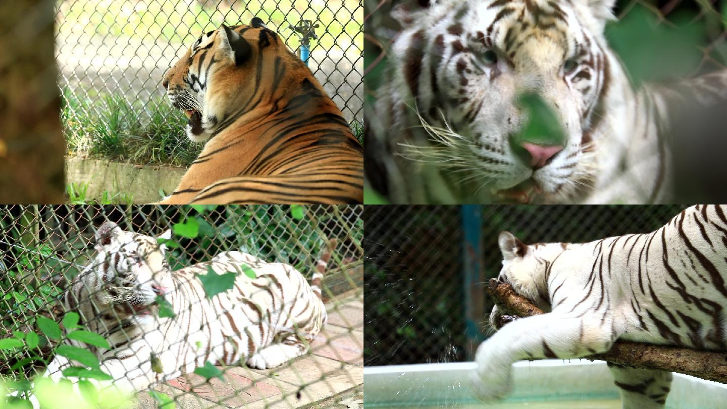 泰国清迈老虎园成年虎