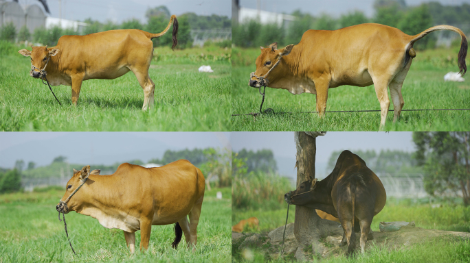 公牛母牛黄牛排便牛屎两头牛大黄牛