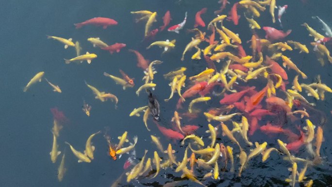 金鱼观赏鱼鲤鱼观赏的鱼水下世界水塘景观