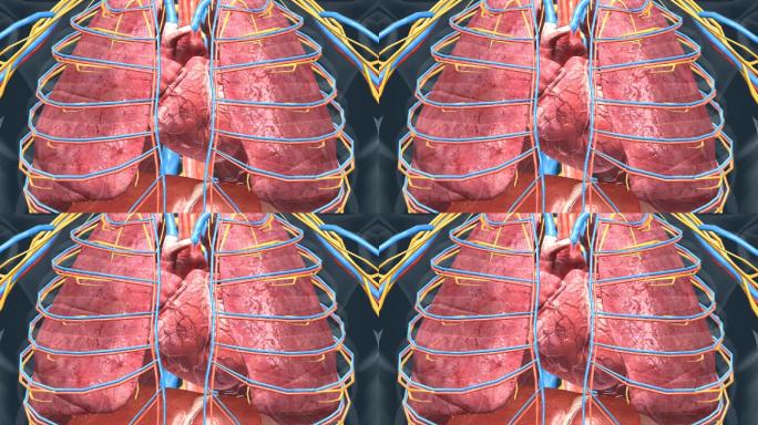 人体器官心脏心血管系统心跳肺脏肺部动画