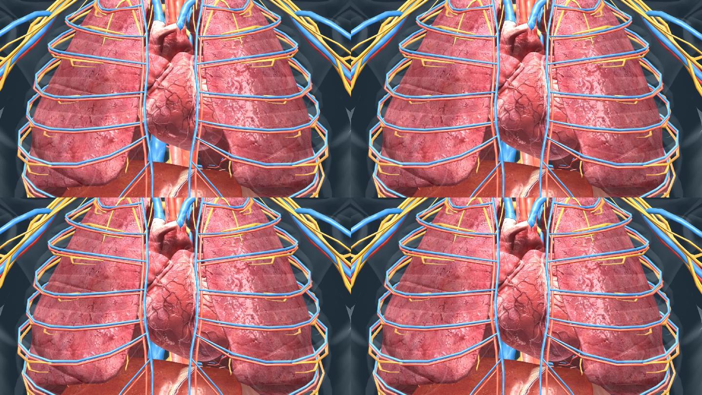 人体器官心脏心血管系统心跳肺脏肺部动画