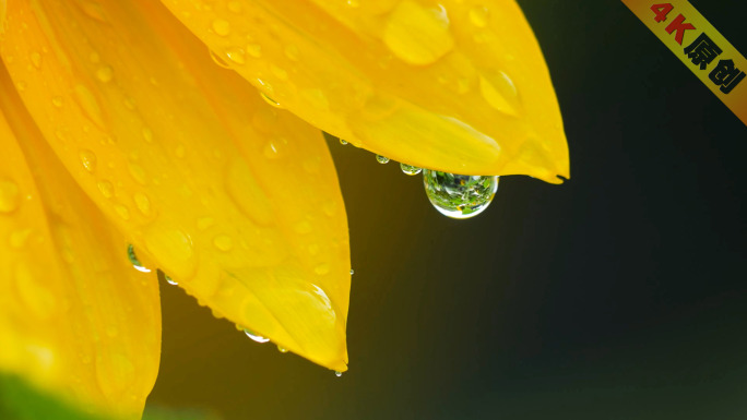 唯美向日葵葵花盛开绽放倒影雨珠水珠特写