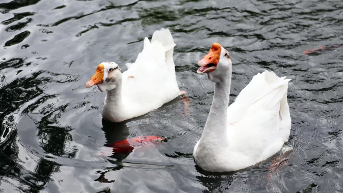 两只大白鹅在景观池里划水觅食