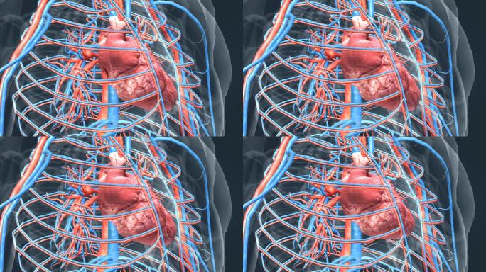 医学人体奥秘器官心脏三维动画