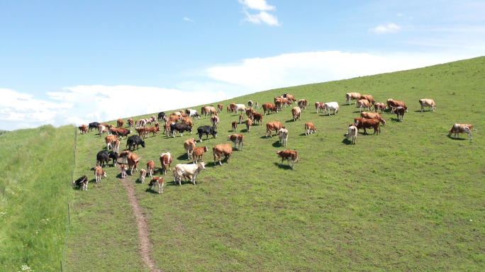 畜牧业养牛场牛群