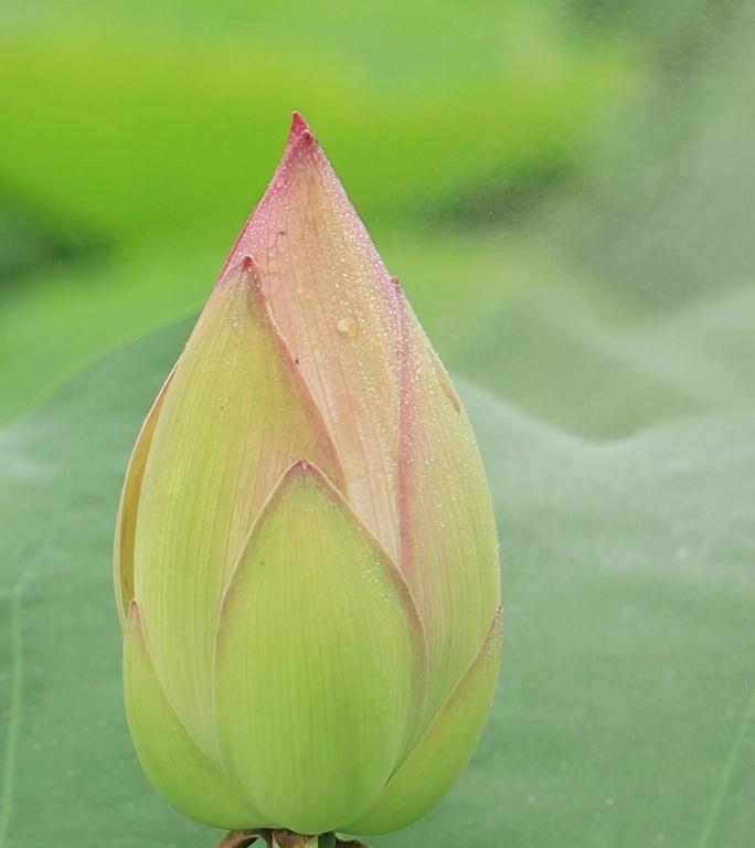 荷花 花苞  竖幅