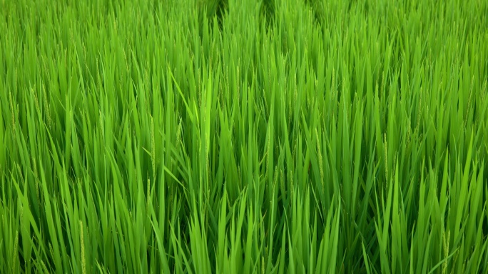 8K实拍秧田水稻生长种植