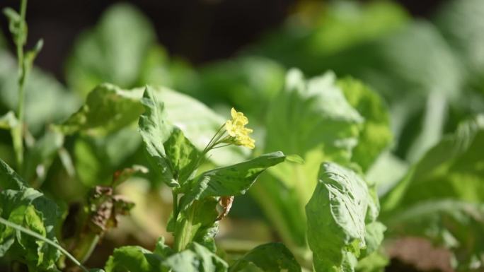 采花蜜的小蜜蜂