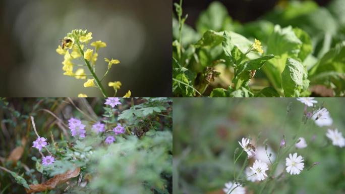 采花蜜的小蜜蜂