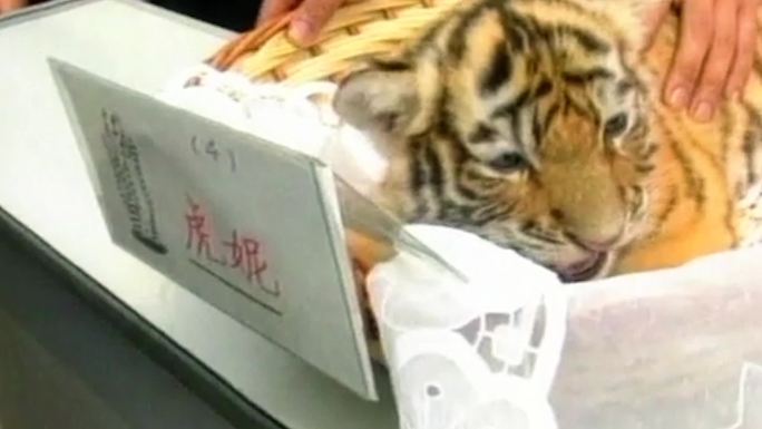 90年代北京动物园虎豹东北虎