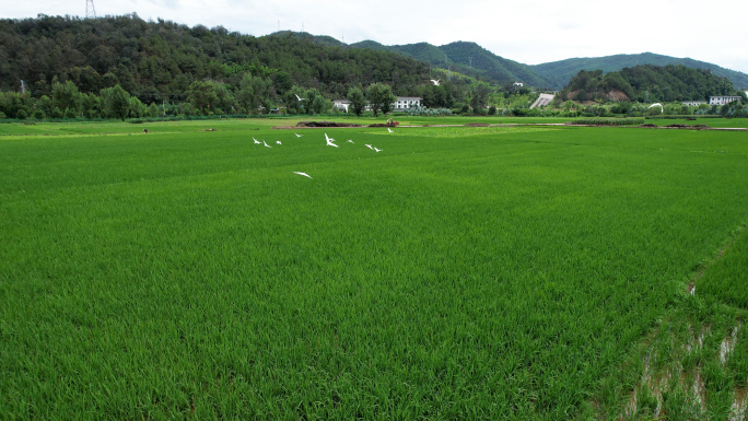 水稻田种植航拍5.4K素材