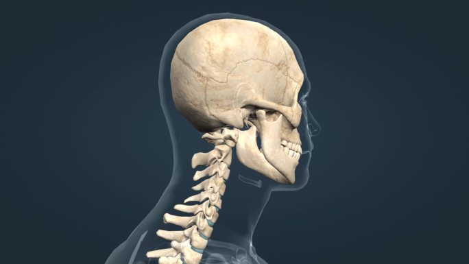 颅骨 头部 关节运动 头部运动 三维动画