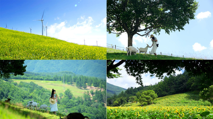 夏日踏青旅游向日葵风力发山旅游清新空镜