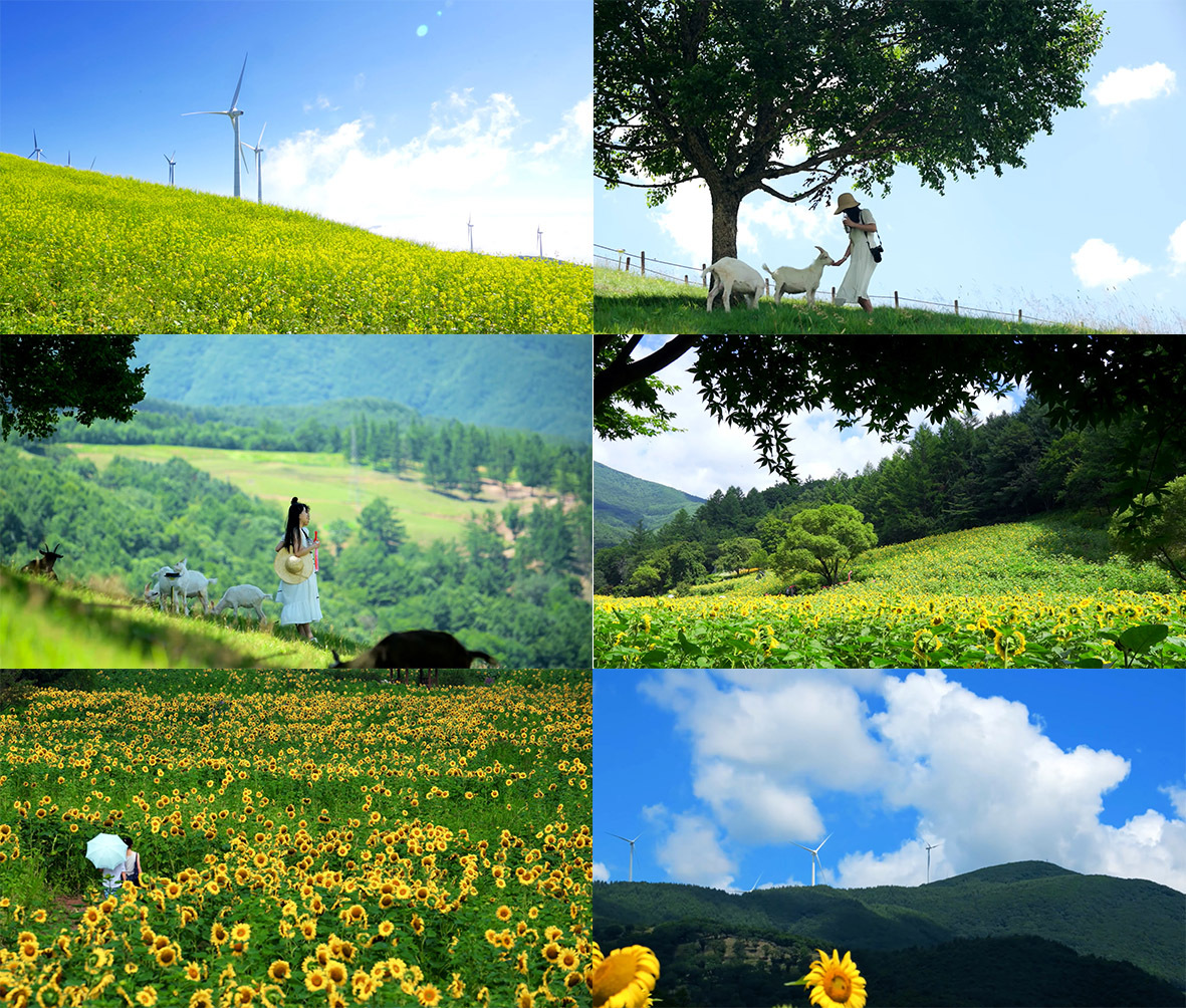 夏日踏青旅游向日葵风力发山旅游清新空镜