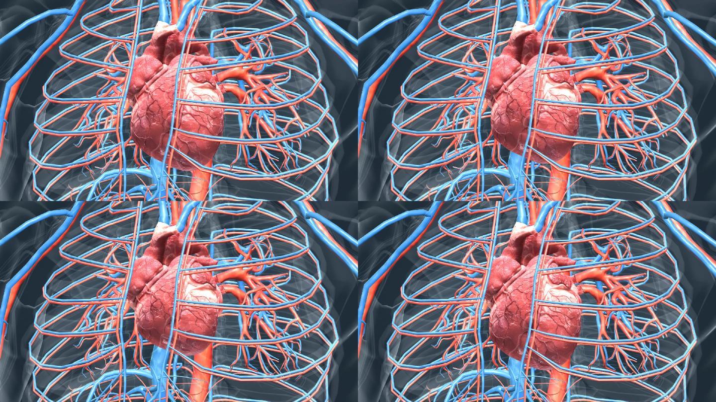 人体 器官 心脏 心血管 心跳 循环系统