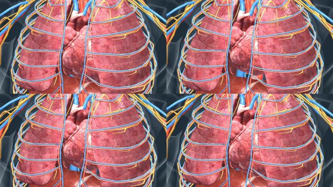 医学 人体 器官 心脏 心跳 三维动画