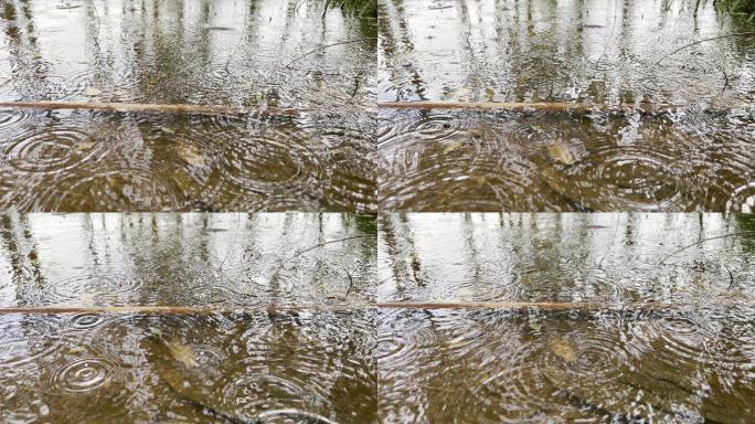 雨水滴在树林里的倒影