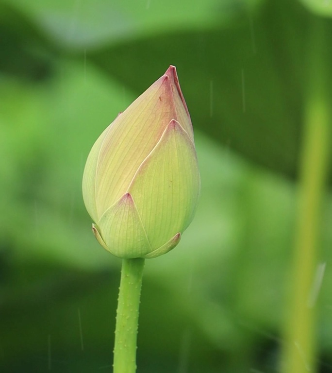 荷花 花苞  竖幅