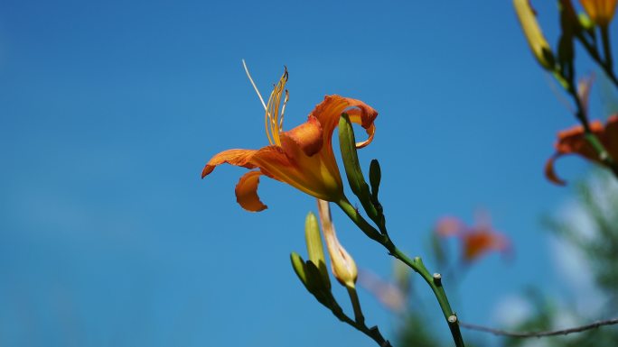 空镜唯美小花