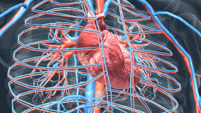 医学 3D 人体 心脏 心跳 三维 动画