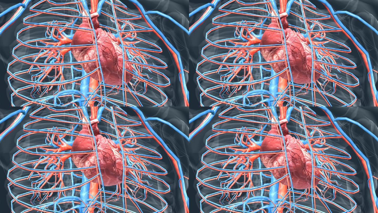 医学 3D 人体 心脏 心跳 三维 动画