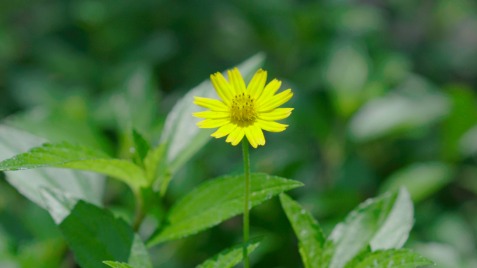 小菊花