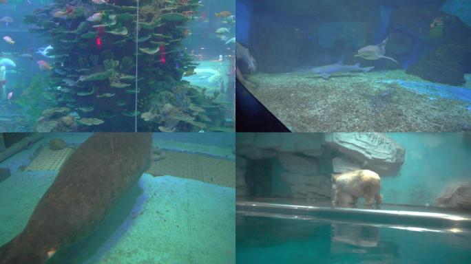 欧乐堡海底世界海洋动物