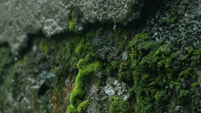 岩石岩壁雨景雨滴水滴青苔苔藓