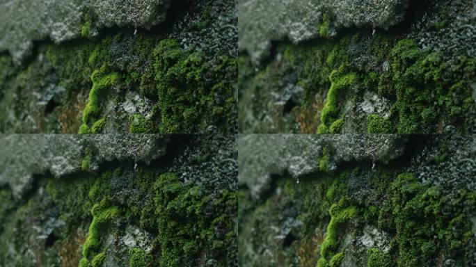 岩石岩壁雨景雨滴水滴青苔苔藓