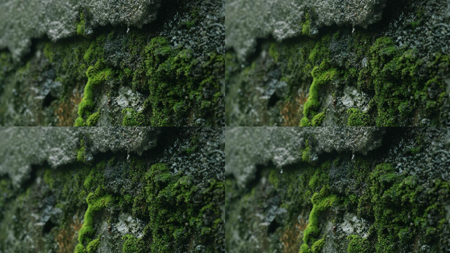 岩石岩壁雨景雨滴水滴青苔苔藓