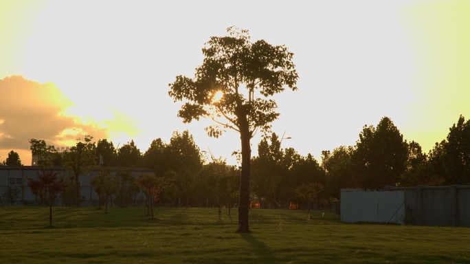 8K实拍夕阳下树意境唯美素材