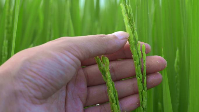 8K实拍秧田水稻生长种植