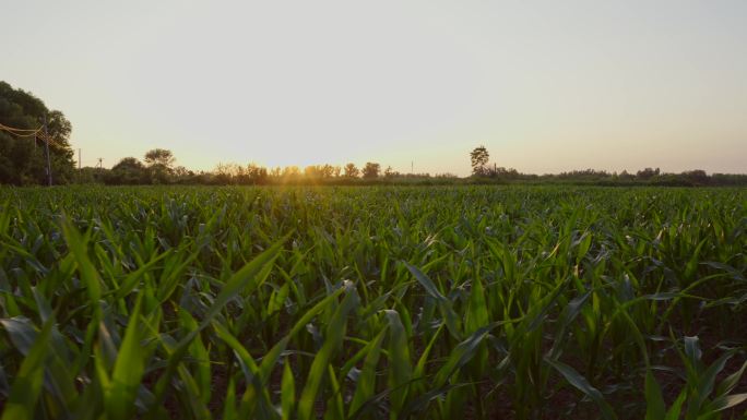 夕阳下的玉米地
