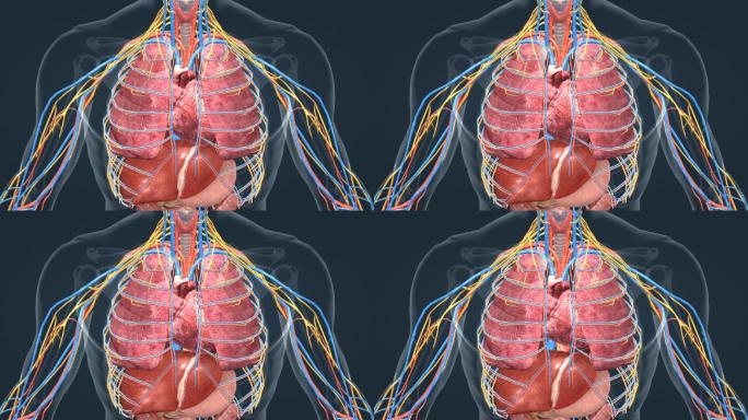 3D 人体 器官 肺脏 心脏 心跳 肝脏
