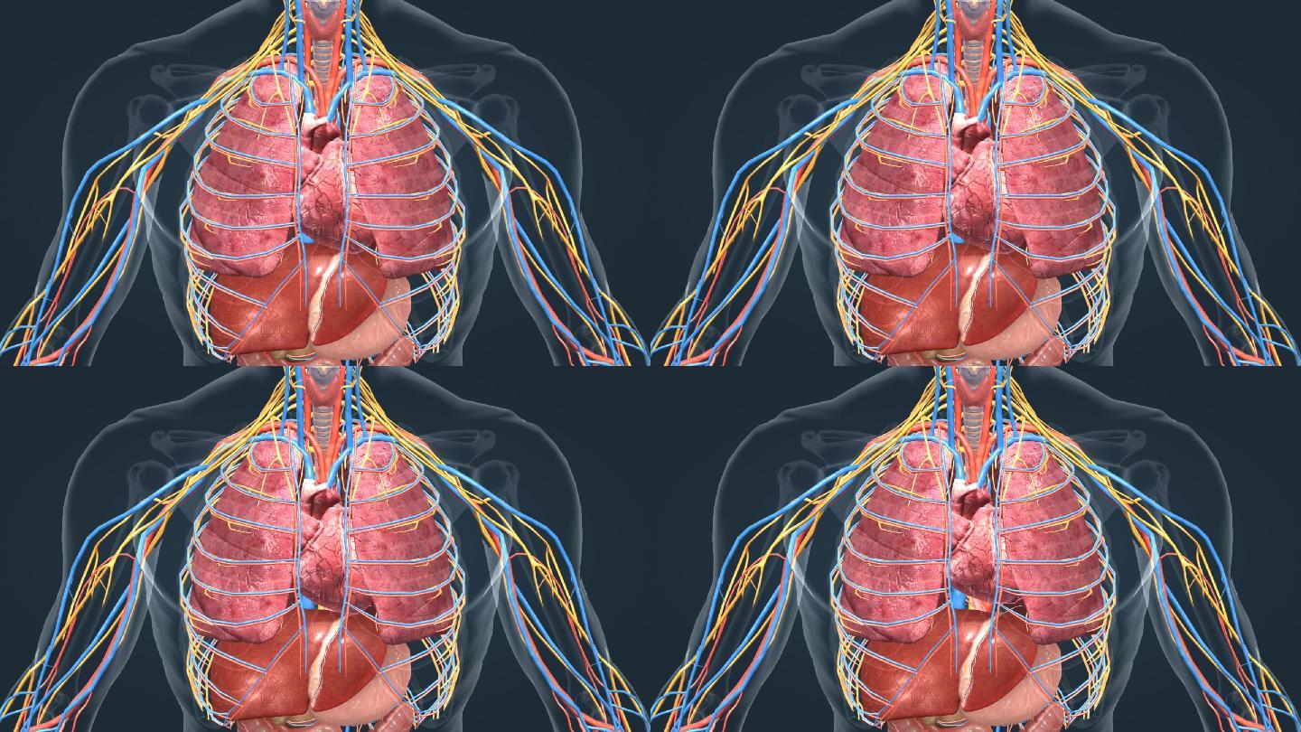 3D 人体 器官 肺脏 心脏 心跳 肝脏