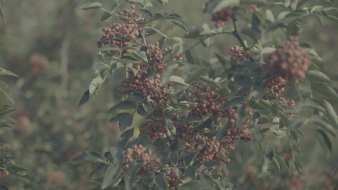 陕西花椒实拍