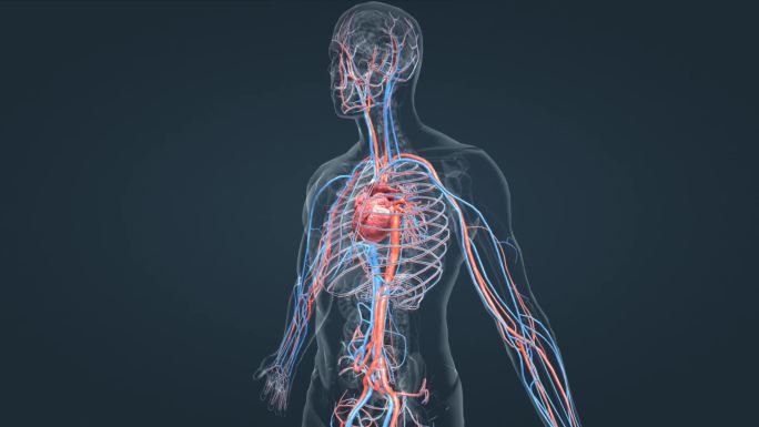 人体 心血管 系统 心跳 器官 循环系统